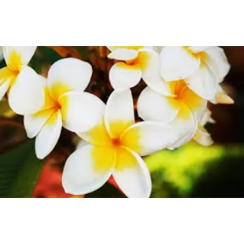 Dried Jasmine Flowers