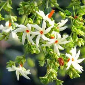 Jasmine Flowers