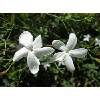 Fresh Jasmine Flower