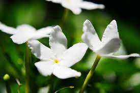 Fresh Jasmine Flowers
