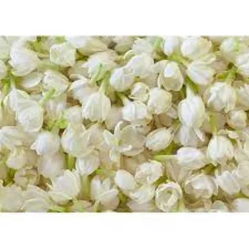 Natural Jasmine Plants