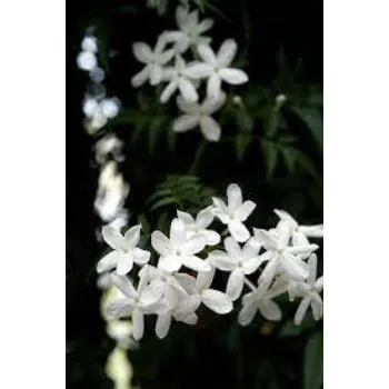 Common Jasmine Flowers