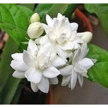 Fresh Jasmine Flowers