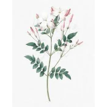 Organic Jasmine Flowers