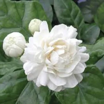 Fresh Jasmine Flowers