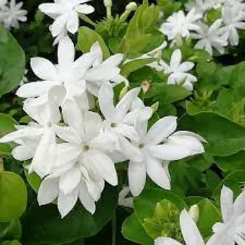 Fresh Jasmine Flowers