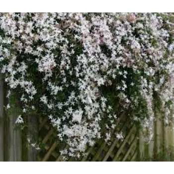 Organic Jasmine Flowers