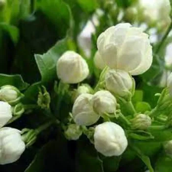 Natural Jasmine Flowers