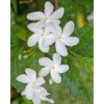 Organic Jasmine Flowers