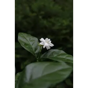 Organic Jasmine Flowers