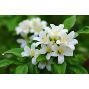 Common Jasmine Flowers