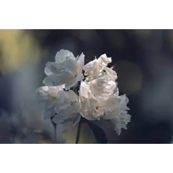 Natural Jasmine Flowers