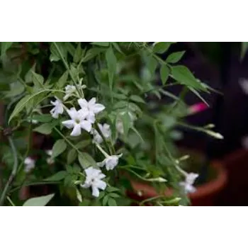 Organic Jasmine Flowers