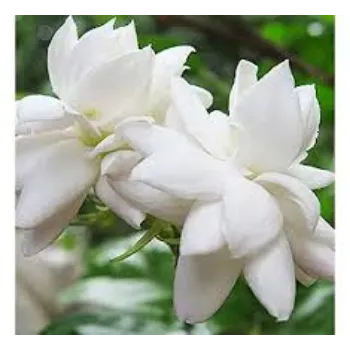white Jasmine Flowers
