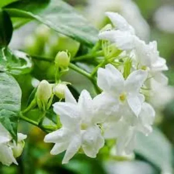 Fresh Jasmine Flower