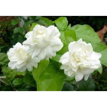 Rare Jasmine Flowers