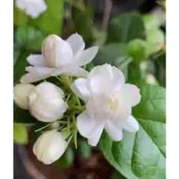 Common Jasmine Flowers