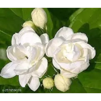 Fresh Jasmine Flowers