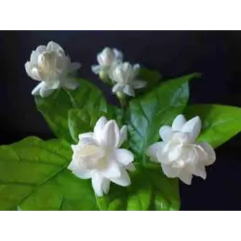Jasmine Flowers