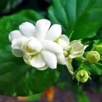 Organic Jasmine Flowers