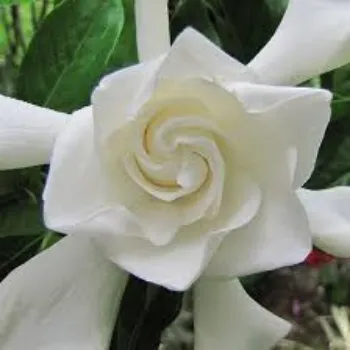Natural Jasmine Flower