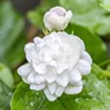 Jasmine Flowers