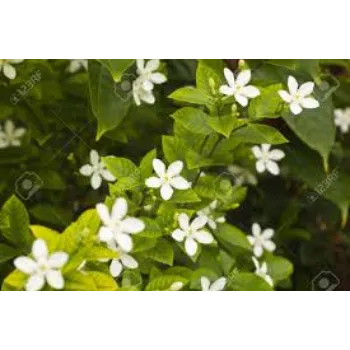 Fresh Jasmine Flower