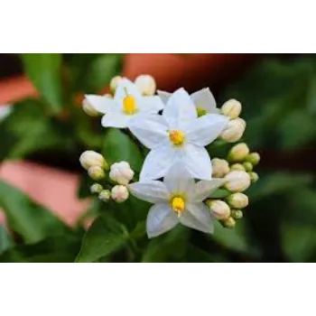 Fresh Jasmine Flower