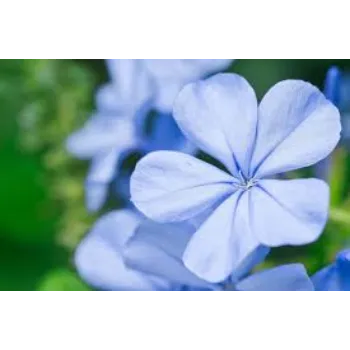 Fresh Jasmine Flower