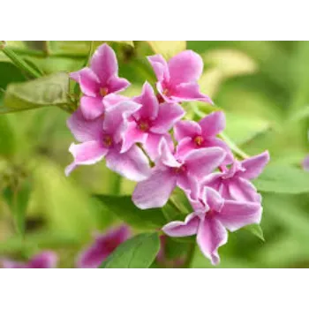 Common Jasmine Flower