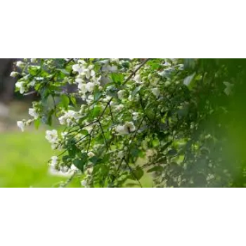 Organic Jasmine Flowers