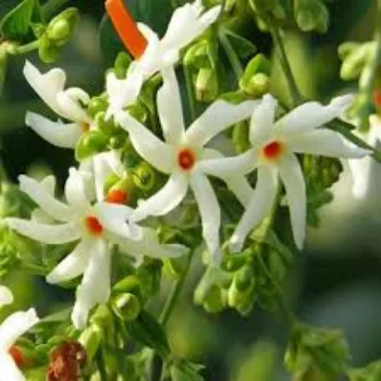 Natural Jasmine Flower