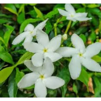 Fresh Jasmine Flower