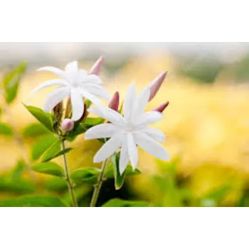 Natural Jasmine Flowers