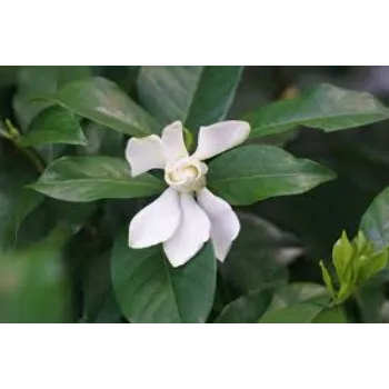 Organic Jasmine Flowers