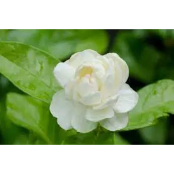 Natural Jasmine Flowers