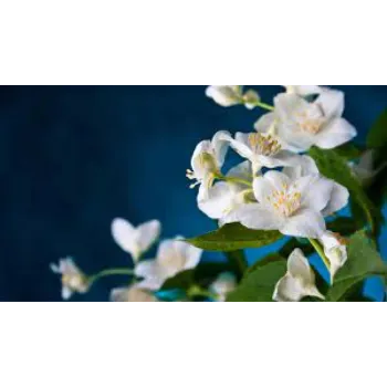 Fresh Jasmine Flower