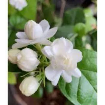 Organic Jasmine Plants