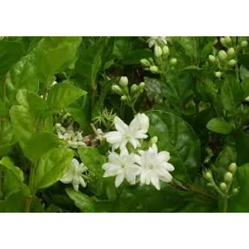 Natural  Jasmine Plants