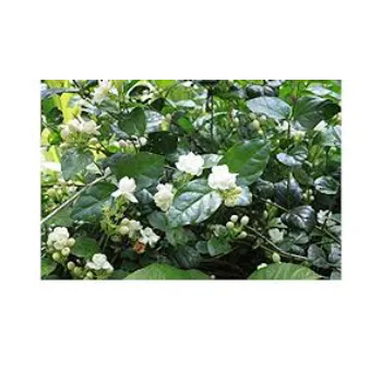 Natural Jasmine Plants