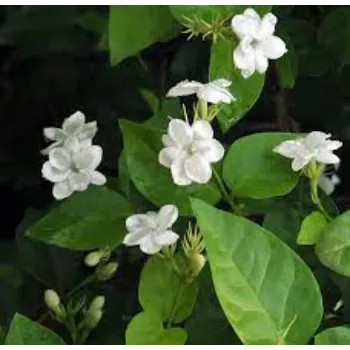 Jasmine Plants