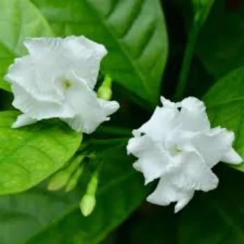 Natural  Jasmine Plants