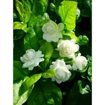 Natural Jasmine Plants