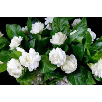 Jasmine Plants