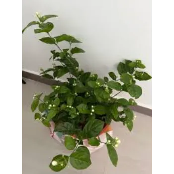 Organic Jasmine Plants