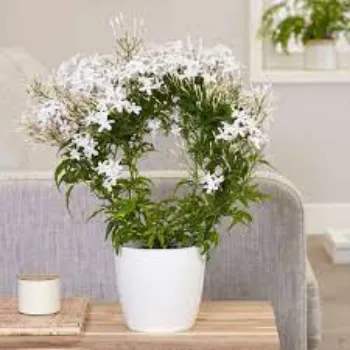 Organic Jasmine Plant Manufacturer