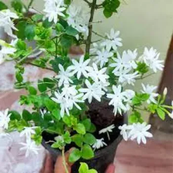 Natural Jasmine Plants