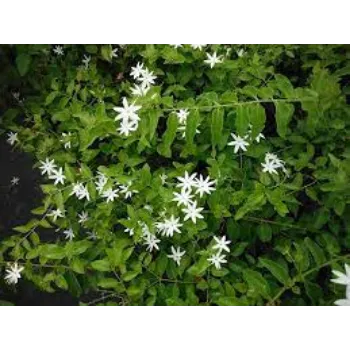 Common Jasmine Plants