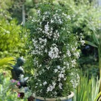 Organic Jasmine Plants