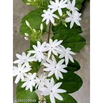Natural Jasmine Plants